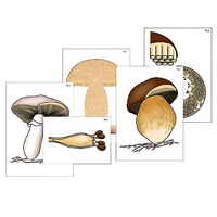 Модель-аппликация "Размножение шляпочного гриба" (ламинированная) - «globural.ru» - Севастополь