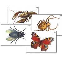 Модель-аппликация "Разнообразие беспозвоночных" (ламинированная) - «globural.ru» - Севастополь