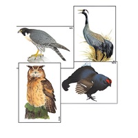 Модель-аппликация "Разнообразие высших хордовых 1. Пресмыкающиеся и птицы" (ламинированная) - «globural.ru» - Севастополь