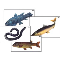 Модель-аппликация "Разнообразие низших и высших хордовых" (ламинированная) - «globural.ru» - Севастополь