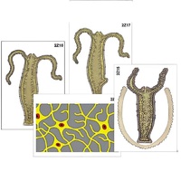 Модель-аппликация "Строение и размножение гидры" (ламинированная) - «globural.ru» - Севастополь