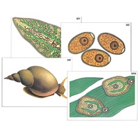 Модель-аппликация "Циклы развития печеночного сосальщика и бычьего цепня" (ламинированная) - «globural.ru» - Севастополь