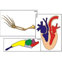 Модель-аппликация "Эволюция важнейших систем органов позвоночных" (ламинированная) - «globural.ru» - Севастополь