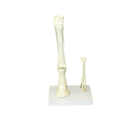 Модель "Скелет конечностей лошади и овцы" (на подставке) - «globural.ru» - Севастополь