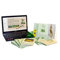 Гербарий натурально-интерактивный "Дикорастущие растения" - «globural.ru» - Севастополь