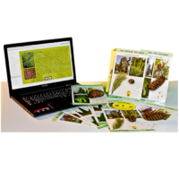 Коллекция натурально-интерактивная "Голосеменные растения" - «globural.ru» - Севастополь