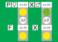 Модель-аппликация Дигибридное скрещивание. Законы Менделя. (набор из 84 карт) - «globural.ru» - Севастополь