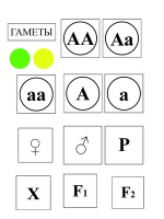 Модель-аппликация Моногибридное скрещивание и его цитологические основы - «globural.ru» - Севастополь