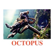 "Water Life" ("Подводный мир") английские карточки Домана - «globural.ru» - Севастополь