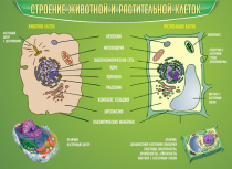 Стенд "Строение животной и растительной клеток" - «globural.ru» - Севастополь