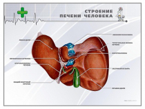 Стенд "Строение печени человека" - «globural.ru» - Севастополь