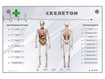 Электрифицированный стенд-тренажер "Скелетон" - «globural.ru» - Севастополь