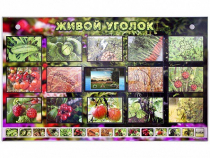 Комплект оборудования "Живой уголок" (растения) с тифлопереводом и сурдокомментариями - «globural.ru» - Севастополь
