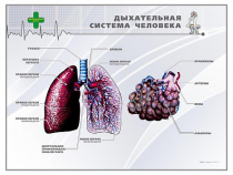 Стенд "Дыхательная система человека" - «globural.ru» - Севастополь