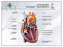 Стенд "Строение сердца человека" - «globural.ru» - Севастополь