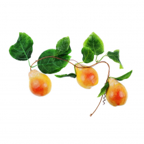 Муляж "Ветка груши" - «globural.ru» - Севастополь