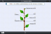 Интерактивные курсы. Биология 6 класс. Расширенный - «globural.ru» - Севастополь
