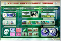 Электрифицированный стенд "Уровни организации жизни" - «globural.ru» - Севастополь