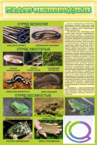 Стенд "Класс земноводные" - «globural.ru» - Севастополь