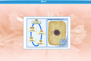 Интерактивные курсы. Биология 6 класс. Базовый  - «globural.ru» - Севастополь