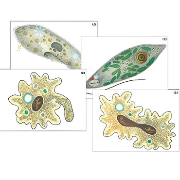 Модель-аппликация "Строение и разнообразие простейших" (ламинированная) - «globural.ru» - Севастополь